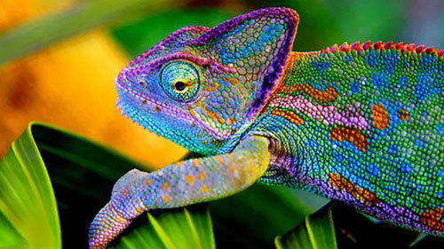 термохромные отделочные материалы