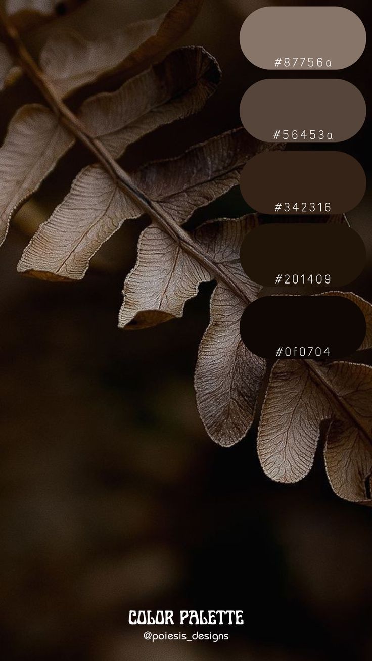 Колористический пример красивого сочетания оттенков коричневого цвета №113