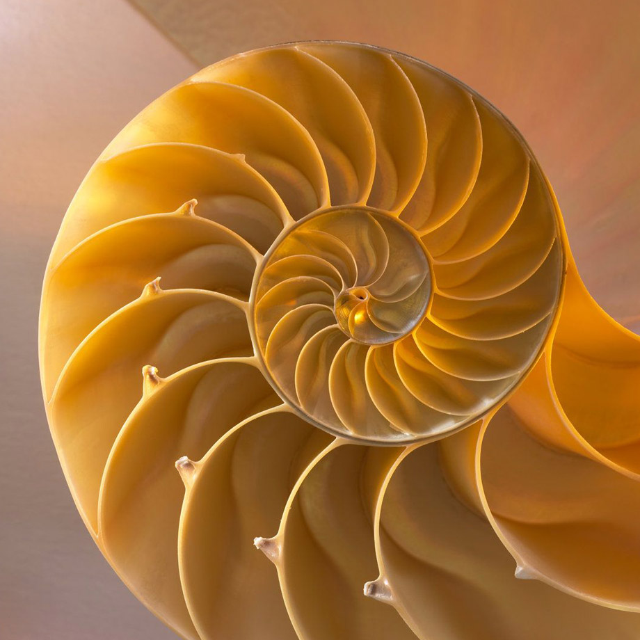 развитие раковины по пропорциям золотого сечения